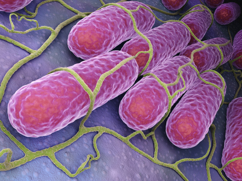 Voedingsmiddelenindustrie --> Microbiologie
