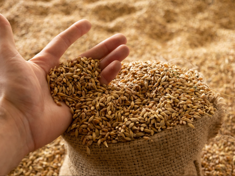 Zo voorkom je bakkwaliteitsklachten en ketenclaims met een betrouwbare Falling Number